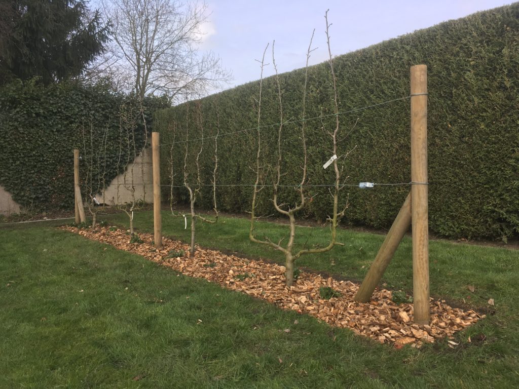 Arbres fruitiers palissés Symbiose Paysage Nord — free download